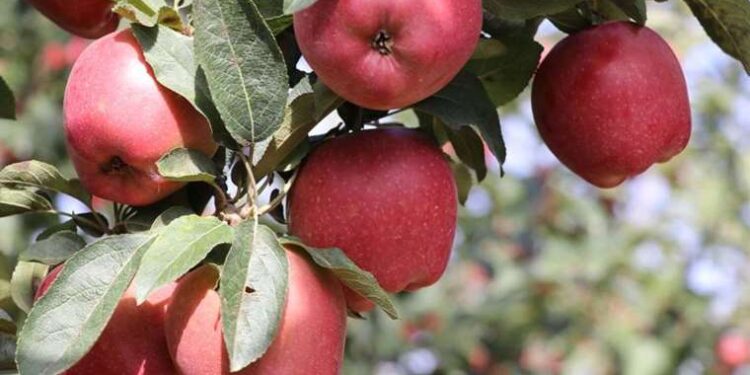 Elma fiyatları 5 kat arttı!