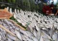 Balık çeşidi az olunca fiyatlar yükseldi: Kilosu 500 lira!