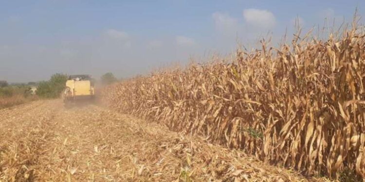 CHP Niğde Milletvekili Ömer Fethi Gürer: 'Enflasyon mısır üreticisini etkilemedi mi?'