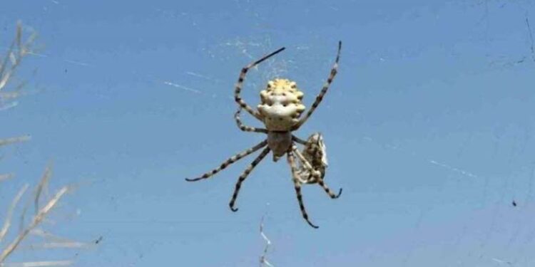 Loplu örümcek zehirli mi? Loplu örümcek öldürür mü? Loplu örümcek Türkiye’de hangi illerde var?