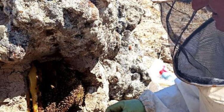 Dedesinden öğrendiği yöntemle taştan ‘bal’ çıkarıyor