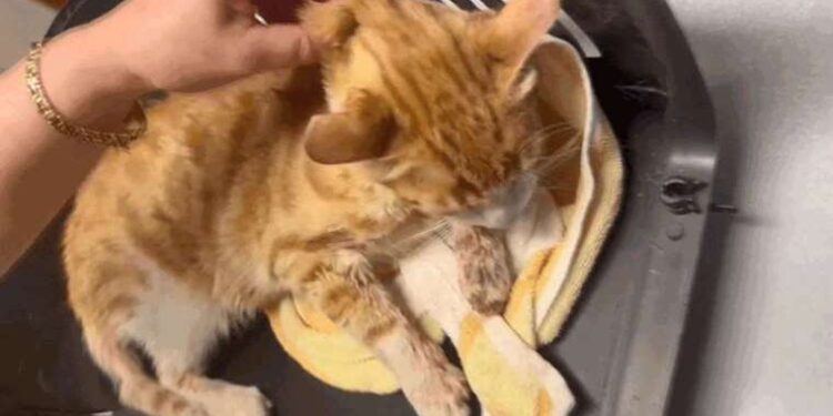 Yalova Vali Yardımcısı İdil Özdemir Doğan kimdir? İdil Özdemir Doğan kaç yaşında, nereli?