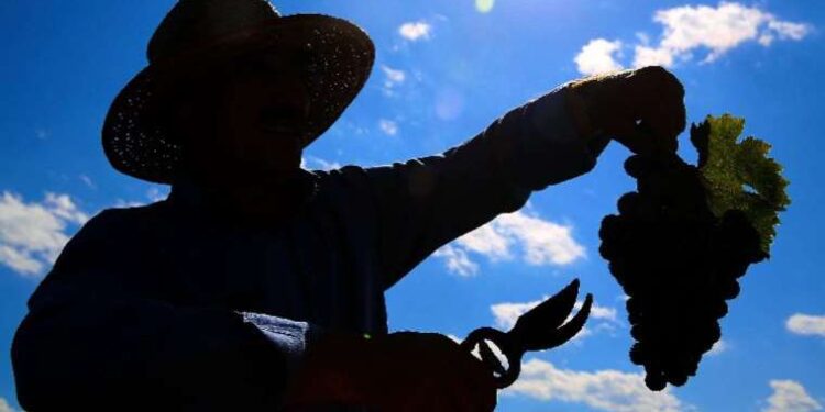 Şifa deposu ,her derde deva: Cimin Üzümü