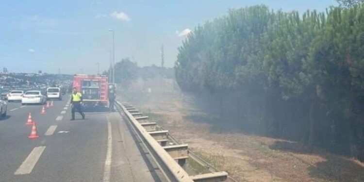 Körfez muturunun soyu tükeniyor: Yalnızca 10 tane kaldı