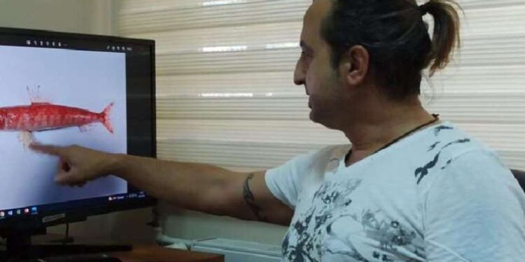 Akdeniz’de ilk kez görüldü! Ege’ye kadar yayılabilir…