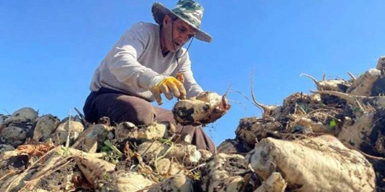 İbrahim Yumaklı açıkladı: Şeker pancarı alım fiyatı belli oldu