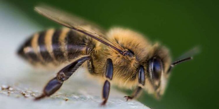 Zelenski: Ukrayna’daki seçimler, 2024 yılında yapılabilir