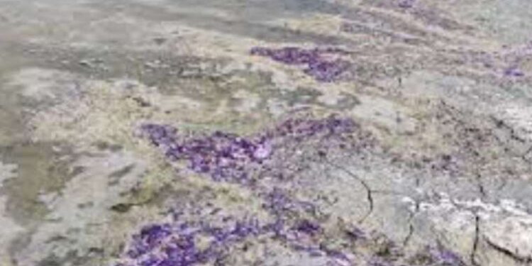 Burdur Gölü neden mora büründü? Burdur Gölü sahili neden renk değiştirdi? Sülfür asiti nedir?