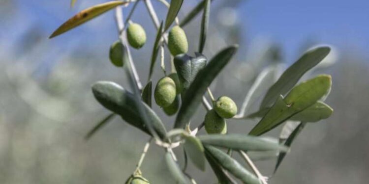 Tanzanya’nın en büyük projesinde çalışıyorlar: 7 aydır maaş alamayan 2 bin Türk işçi grevde!