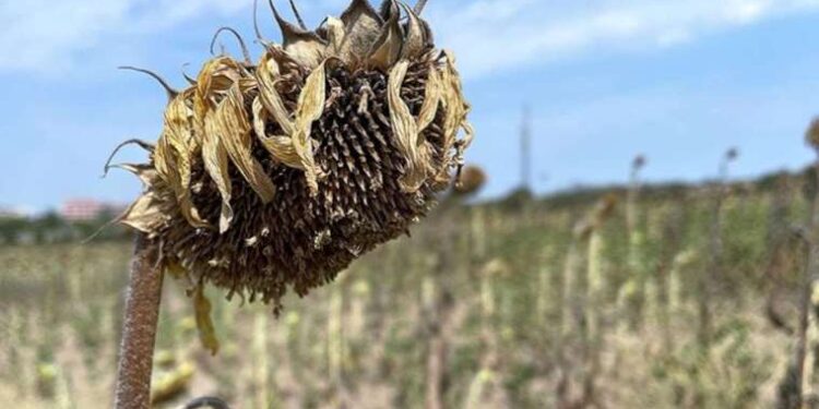 Ayçiçeğinde verim ve kalite düştü
