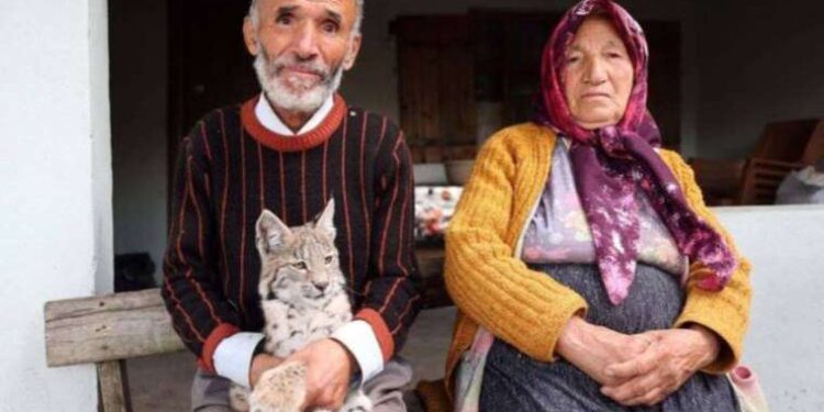 Köylülerin vaşakla duygusal vedası