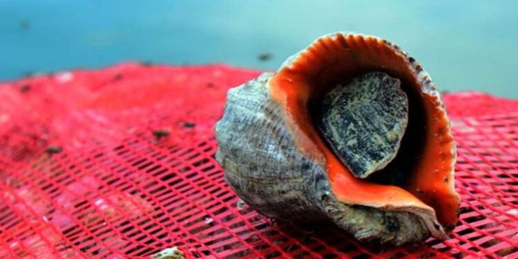 Türkiye'nin deniz salyangozu ihracatı 11,6 milyon doları aştı