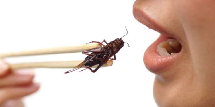 Bilim dünyası şaşkın: Böcek yemenin metabolizmaya yararı keşfedildi