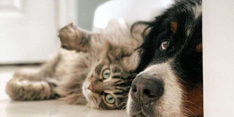 Türkiye’de vegan mama satışı başladı