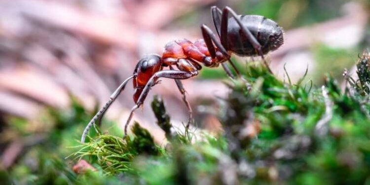 Karıncalar evinizi mi bastı? İşte karıncalardan 5 dakikada kurtulmanın doğal yolları