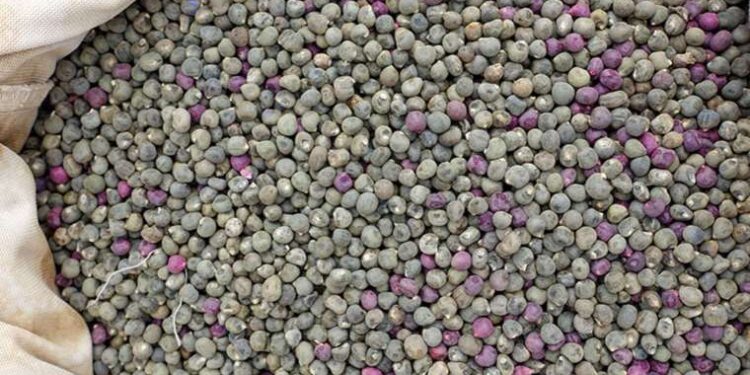 Uzmanlar hala faydalarını araştırıyor: Zayıflamak ve hafızayı güçlendirmek için doğal çözüm… 1 avuç yeterli