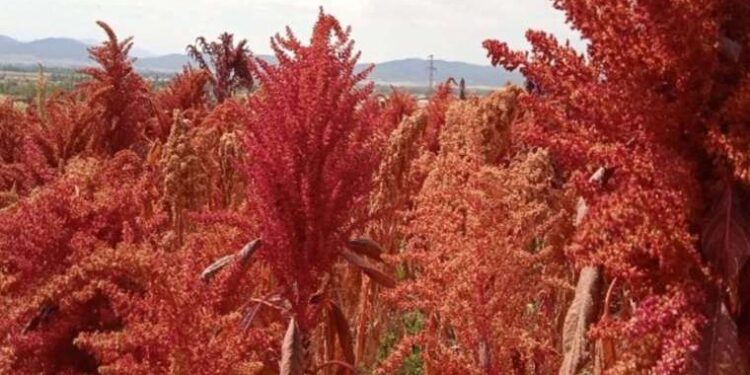 Şeker hastaları 2 bardak içtiği zaman insülin miktarını düşürüyor