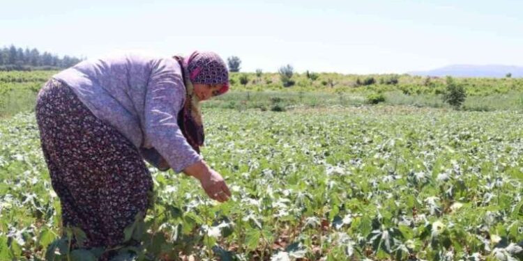 Yaş hali 200 kurusu 1000 TL: Yeşil altında hasat devam ediyor