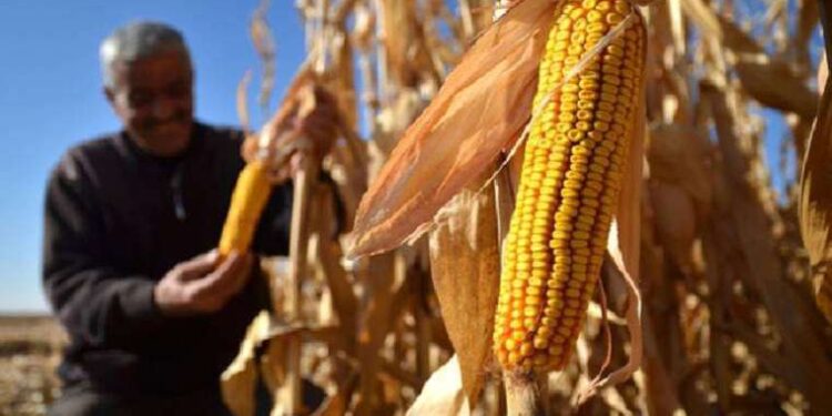 Son dakika... Toprak Mahsulleri Ofisi mısır alım fiyatını açıkladı
