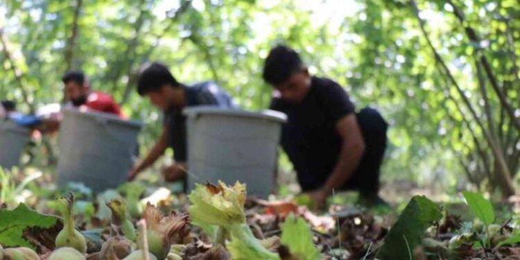 Binlerce kilometro yol katediyorlar: 450 liraya yapilacak iş mi?