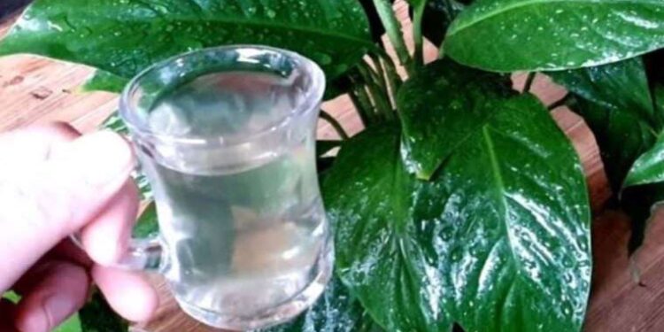 Küsen çiçeği açtırıyor: Çiçeklerin dibine 1 bardak dökmek bile yetiyor!