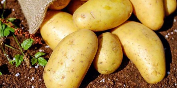 Patates pişirirken suyun sıcaklığı neden önemli? Uzman şeflerden tüyolar