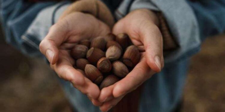 İktidarın günler sonra açıkladığı fiyat beklentileri karşılamaktan çok uzak: Fındık dalda kalacak