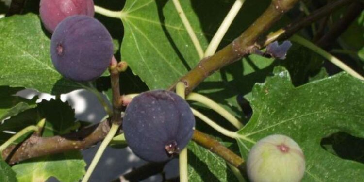 CHP'li Evrim Karakoz: İncir en az 120 TL olmalı