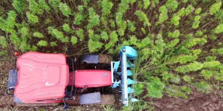 Samsun’da 2 bin dekar arazide yetiştirildi… Başka yerde eken tutuklanıyor