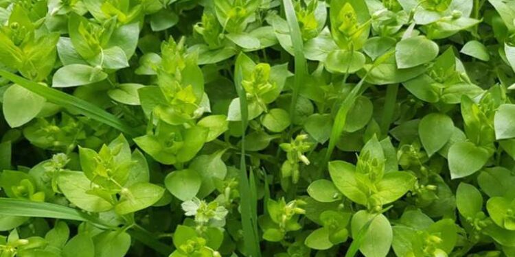 Sıradışı şifa kaynağı: Romatizmadan sedefe, kansızlıktan kilo kontrolüne her soruna deva