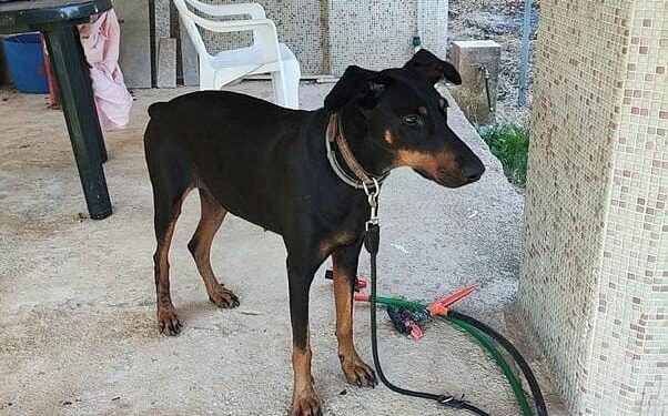 Ünlü ekonomist Korhan Berzeg 76 gündür kayıp! 2 gün önce eve dönen köpeği Tina'nın tasması inceleniyor