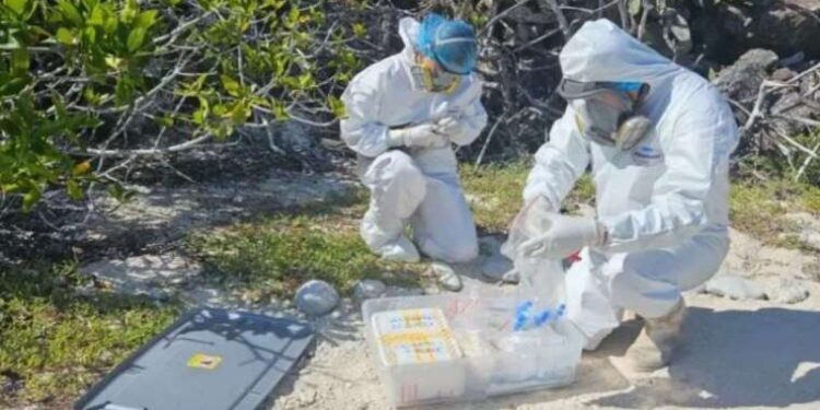 Havucun renginin turuncu olmasında etkili 3 çekinik gen keşfetti