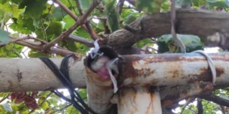 Kemal Kılıçdaroğlu, Soyer ailesi için İzmir’e geliyor