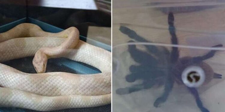 Yunanistan’da Batı Nil Virüsü nedeniyle 19 kişi öldü