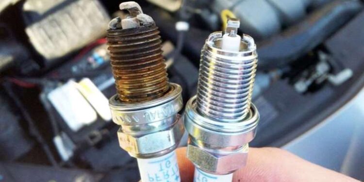 Kaçak getirdi: Mısır yılanı ve tarantulayı satmak isterken yakalandı