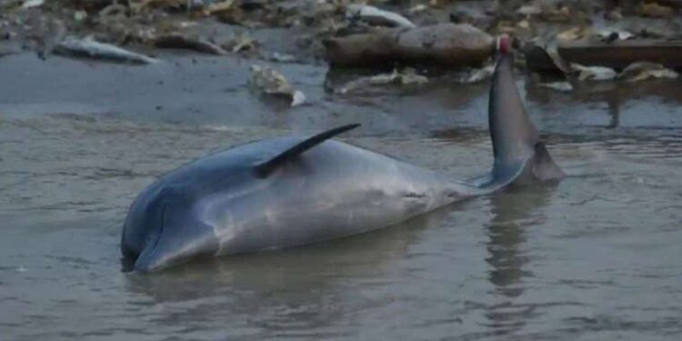 Çin’de uzay yarışına katılıyor: Ay’ın karanlık tarafına araç yollayacak