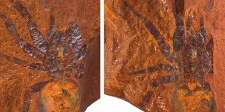 Parti il başkanının katili 2 yıl sonra yakalandı: Neden öldürdüğü ortaya çıktı