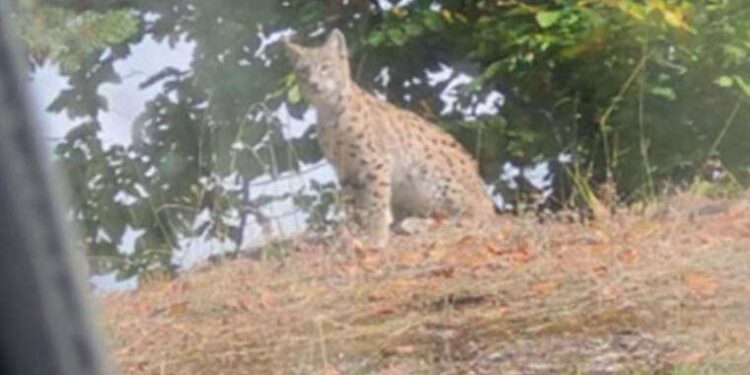 34. Ankara Film Festivali’nde yarışacak filmler belli oldu