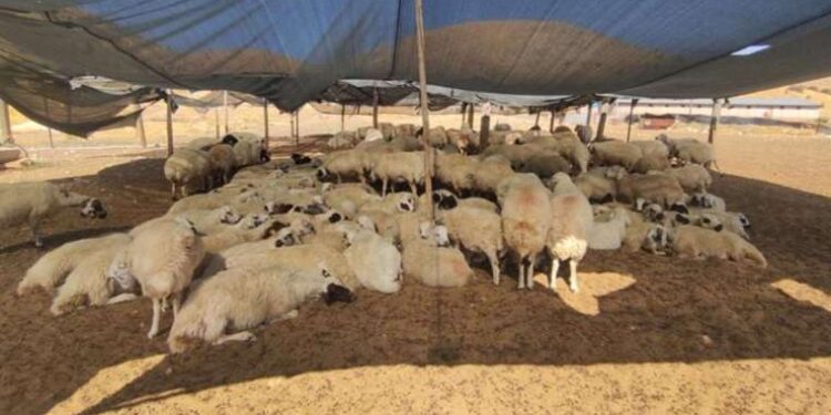 ABD açıkladı: ‘Anlaşma kapsamında 5 kişi serbest’