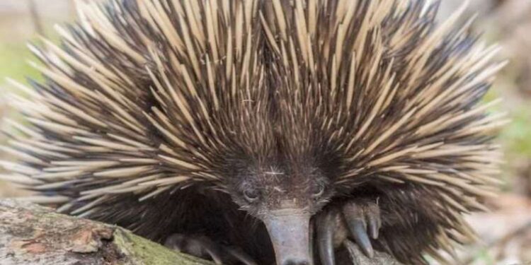 Frekans yanılsaması: Bir şeyi ilk kez fark ettikten sonra daha sık görmenize neden olan olgu