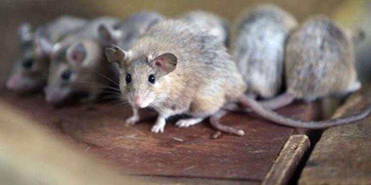 Siyasiler dolandırıcılıktan 350 yıl hapsi istenen Adanur’un etkinliğine katıldı: ‘İki siyasinin buluşması gibi düşünün’