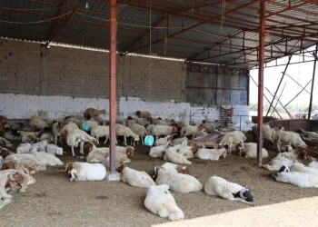 Adana'da 20 Yıl Sonra Mavi Dil Hastalığı Tekrar Görüldü