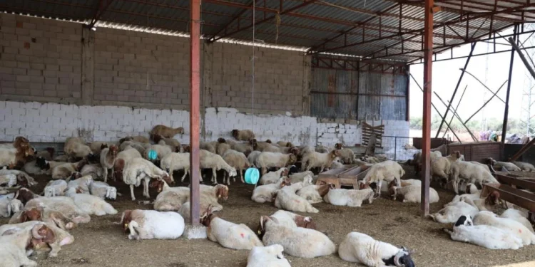 Adana'da 20 Yıl Sonra Mavi Dil Hastalığı Tekrar Görüldü