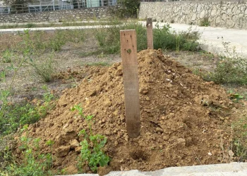 Kocaeli'de Peyzaj Talebine Trajikomik Yanıt!