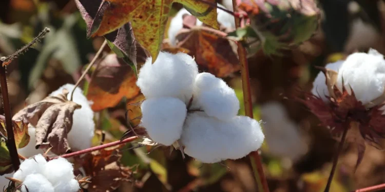 Şanlıurfa Pamuğu Coğrafi İşaret Tescili Aldı!