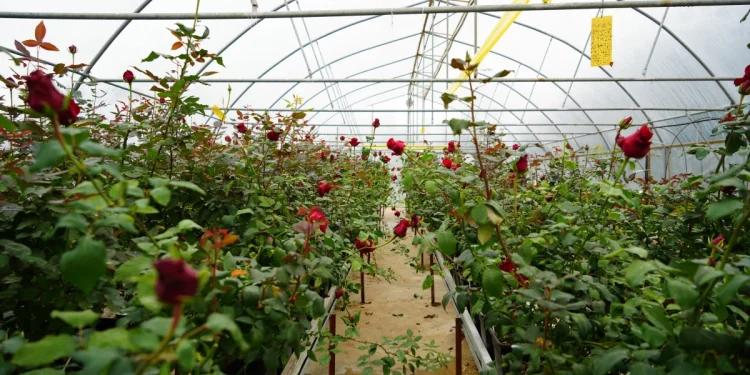 Samsun'da Hamsi Atıklarıyla Gül Yetiştirildi: "Hamsi Gülü"