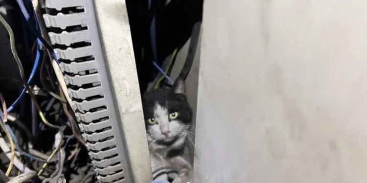 Hatay'da Elektrik Panosuna Sokan Kedi 5 Saatte Kurtarıldı