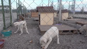 "Sokak köpeklerini usulsüz sahiplendirenlere ceza verildi"