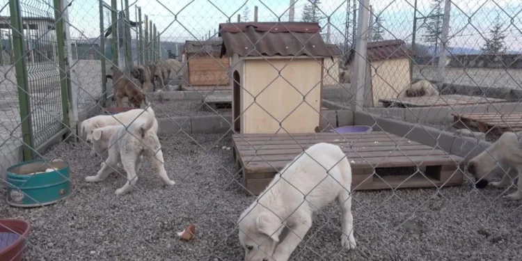 "Sokak köpeklerini usulsüz sahiplendirenlere ceza verildi"