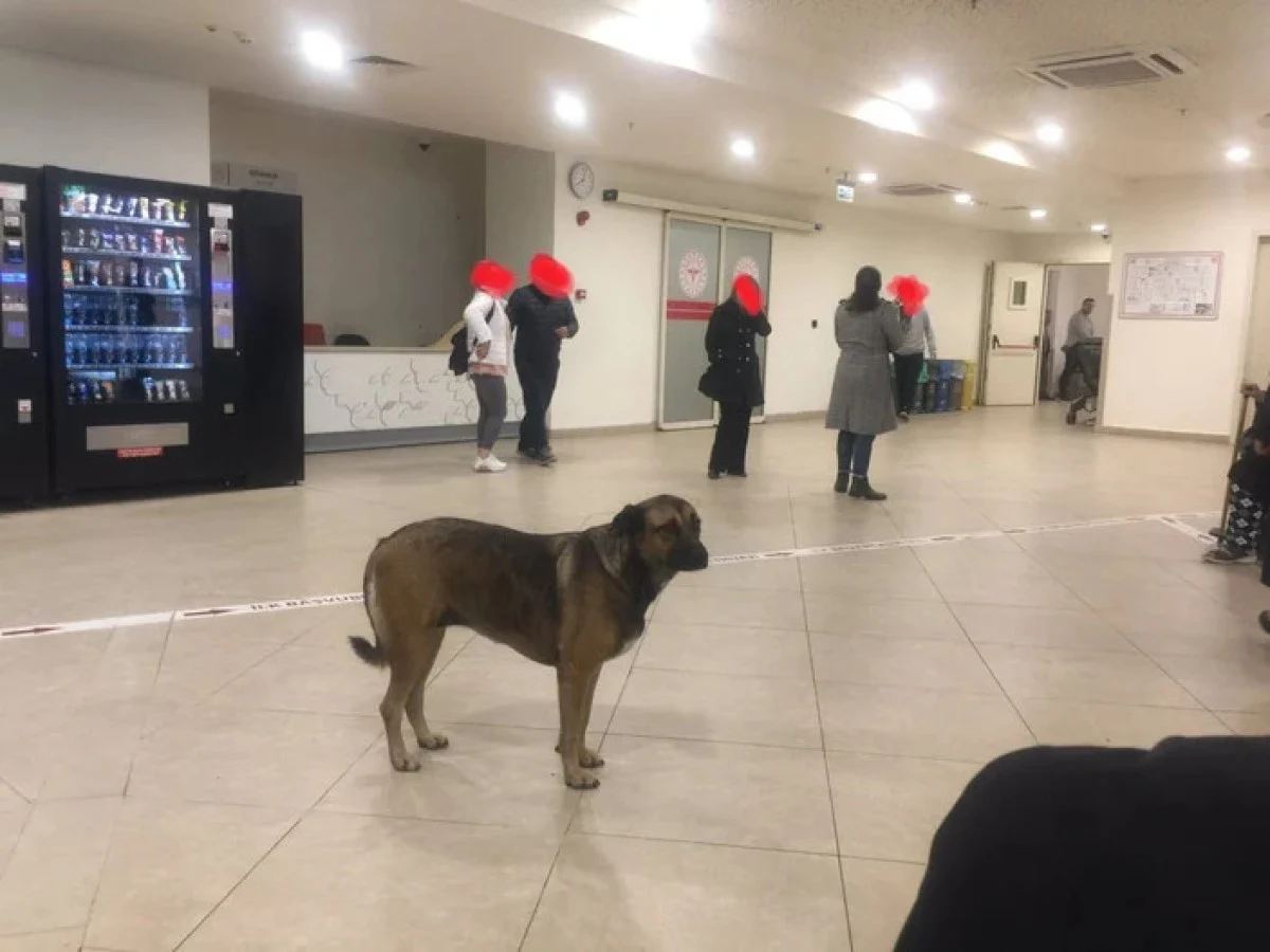 Sokak köpekleri için yeni adım: Sağlık Bakanlığı devrede
